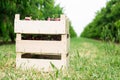 Boxes with freshly picked sweet cherries in summer orchard Royalty Free Stock Photo