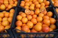 boxes full of fresh ripe oranges grown with biological technique