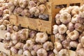 Boxes full of many cloves of garlic in wholesaling