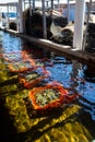 Boxes of live oysters under glistening flowing seawater at farm in oyster-farming village, ready to be eaten, Arcachon bay, Cap Royalty Free Stock Photo