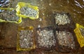 Boxes of live oysters under glistening flowing seawater at farm in oyster-farming village, ready to be eaten, Arcachon bay, Cap Royalty Free Stock Photo