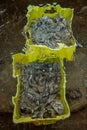 Boxes of live oysters under glistening flowing seawater at farm in oyster-farming village, ready to be eaten, Arcachon bay, Cap Royalty Free Stock Photo