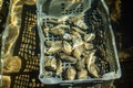 Boxes of live oysters under glistening flowing seawater at farm in oyster-farming village, ready to be eaten, Arcachon bay, Cap Royalty Free Stock Photo