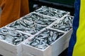 Boxes of newly arrived fish for sale at the fish market