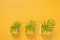 Boxes with palm leaves on vivid yellow background