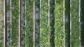 Boxes with plants on a plantation. View from above