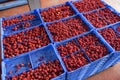 Boxes with raspberries at a company that specializes in freezing berries and forest products. Ukraine. Royalty Free Stock Photo