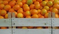 boxes of ripe oranges for sale at the fruit market Royalty Free Stock Photo