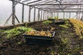Boxes with seedlings in the greenhouse. Plant seedlings for planting. Young plants in black boxes. Growing and planting seedlings