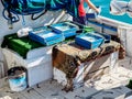 Boxes with line prepared for fishing with hooks and bait Royalty Free Stock Photo
