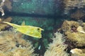 Boxfish in the aquarium swimming in animal park Ouwehands in Rhenen Royalty Free Stock Photo