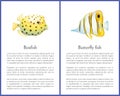 Boxfish and Butterfly Fish Isolated on White Icons Royalty Free Stock Photo