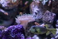 Boxfish and clown fishes in aquarium , sealife