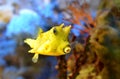 Boxfish longhorned Royalty Free Stock Photo