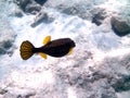 Boxfish luminous blue dotted with yellow fins in Red Sea Royalty Free Stock Photo