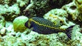 Boxfish Ostracion cubicus in the Maldives. Royalty Free Stock Photo