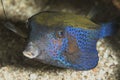 Boxfish, red sea  ,eilat Royalty Free Stock Photo