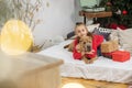 Child girl and dog at Christmas. Boxing Day. Shar Pei dog. Merry Christmas and Happy Holidays