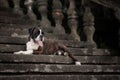 A boxing dog imposingly lying on the stairs Royalty Free Stock Photo