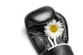 Boxing glove with a large chamomile flower close up