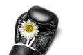 boxing glove with a large chamomile flower close up