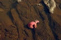 A Boxing Glove in a River Royalty Free Stock Photo