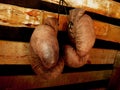 Boxing Gloves On The Wall. Old, Vintage Pair Of Leather Mittens