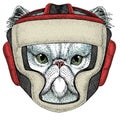 Persian longhair cat. Pet portait. Boxing helmet.