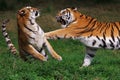 Boxing Siberian tiger Royalty Free Stock Photo