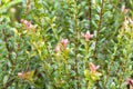 Boxleaf Eugenia, Syzygium buxifolium