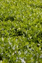 Boxwood