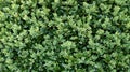 Boxwood background