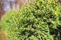 Boxwood. Background Royalty Free Stock Photo