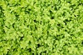 Boxwood background in the spring garden Royalty Free Stock Photo