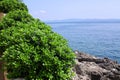 Boxwood, boxus on the Mediterranean Sea coast Royalty Free Stock Photo