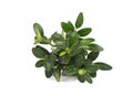 Boxwood branch isolated on a white background. Royalty Free Stock Photo