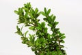 Boxwood branch isolated on white background Royalty Free Stock Photo