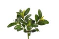 Boxwood branch isolated on a white background. Royalty Free Stock Photo