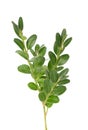 Boxwood branch isolated on white background. Green boxwood sprig. Buxus with clipping path Royalty Free Stock Photo