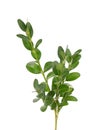 Boxwood branch isolated on white background. Green boxwood sprig. Buxus with clipping path Royalty Free Stock Photo