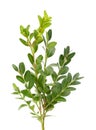 Boxwood branch isolated on white background. Green boxwood sprig. Buxus with clipping path Royalty Free Stock Photo