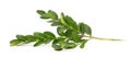 Boxwood branch isolated on white background. Green boxwood sprig. Buxus with clipping path Royalty Free Stock Photo