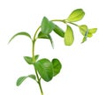 Boxwood branch isolated on white background. Green boxwood sprig. Buxus with clipping path. Royalty Free Stock Photo