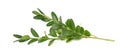 Boxwood branch isolated on white background. Green boxwood sprig. Buxus with clipping path. Royalty Free Stock Photo