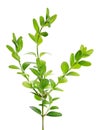 Boxwood branch isolated on white background. Green boxwood sprig. Buxus with clipping path. Royalty Free Stock Photo