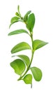 Boxwood branch isolated on white background. Green boxwood sprig. Buxus with clipping path. Royalty Free Stock Photo