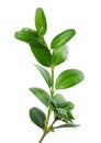 Boxwood branch isolated on white background. Green boxwood sprig. Buxus with clipping path. Royalty Free Stock Photo