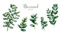 Boxwood branch watercolor illustration set. Hand painted realistic buxus twig with green leaves. Boxwood bush branch Royalty Free Stock Photo