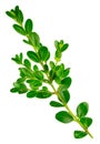 Boxwood branch on a white background Royalty Free Stock Photo