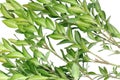 Boxwood branch on a white background Royalty Free Stock Photo